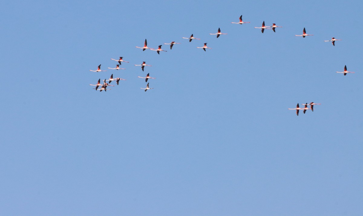Greater Flamingo - ML647293114