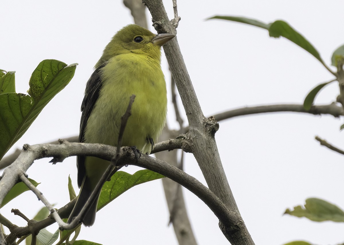Piranga Escarlata - ML647293115