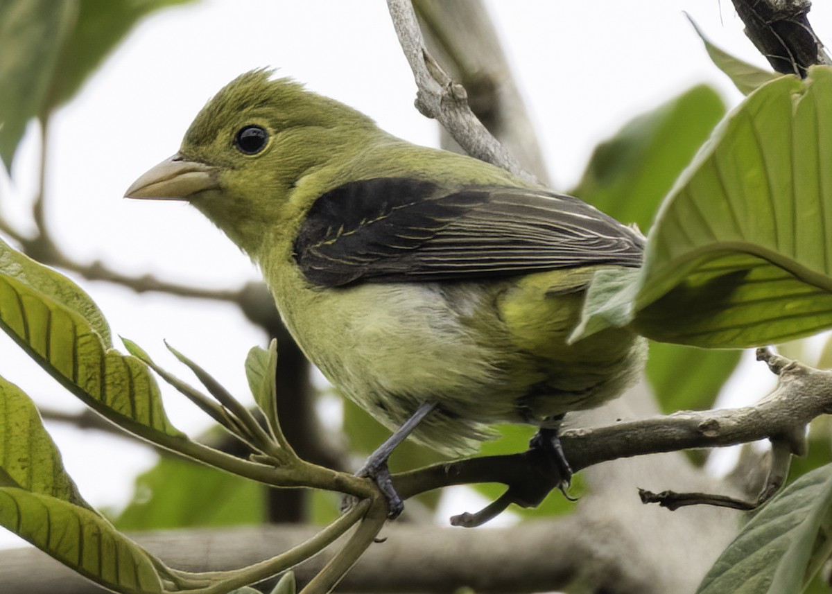 Piranga Escarlata - ML647293120