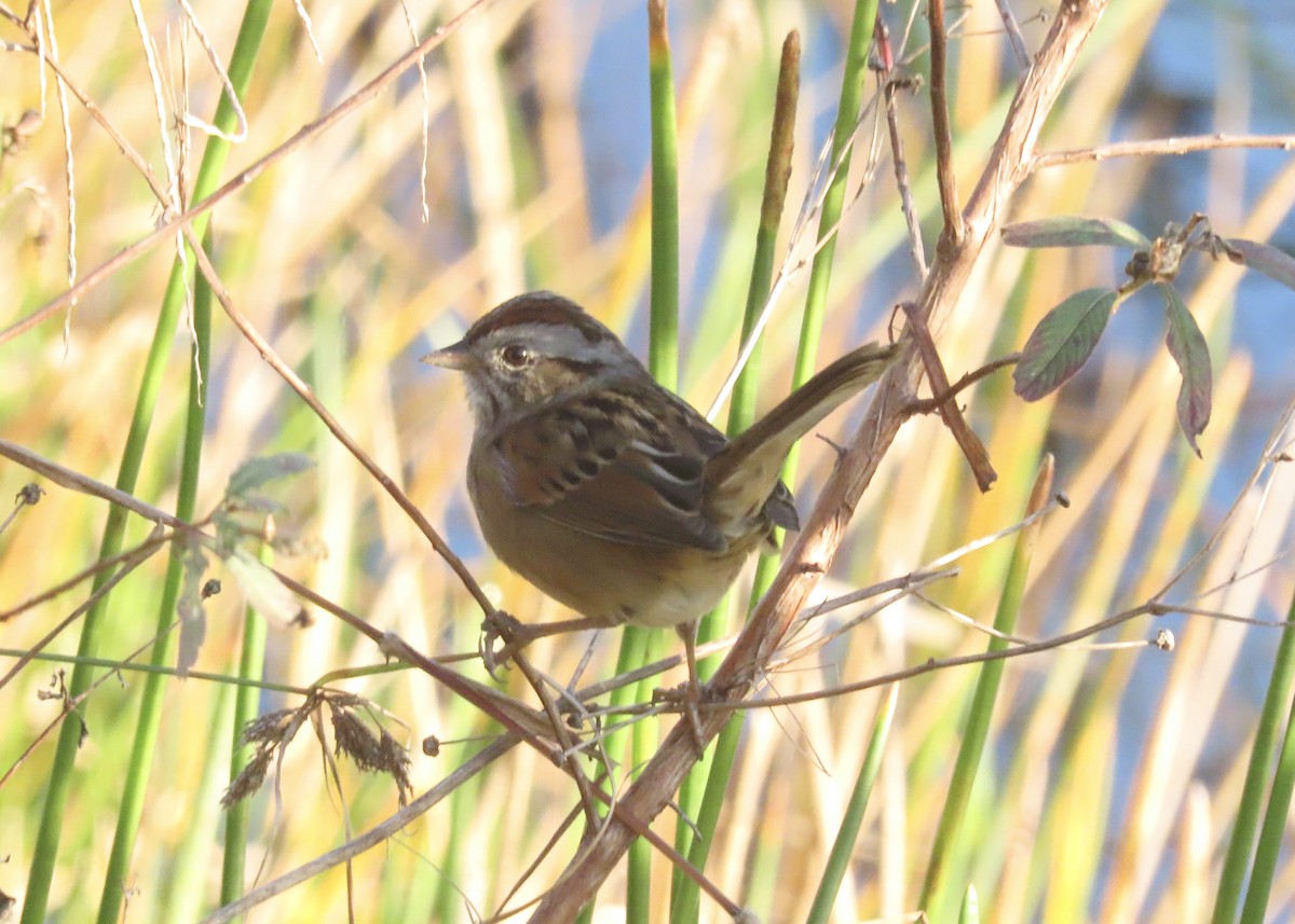 Swamp Sparrow - ML647293123