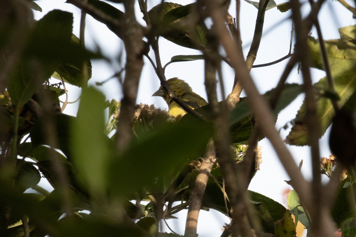 Andean Siskin - ML647293135