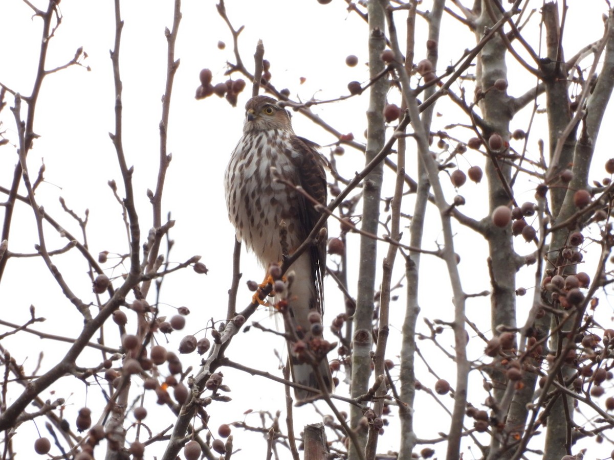 Amerika Atmacası - ML647293137