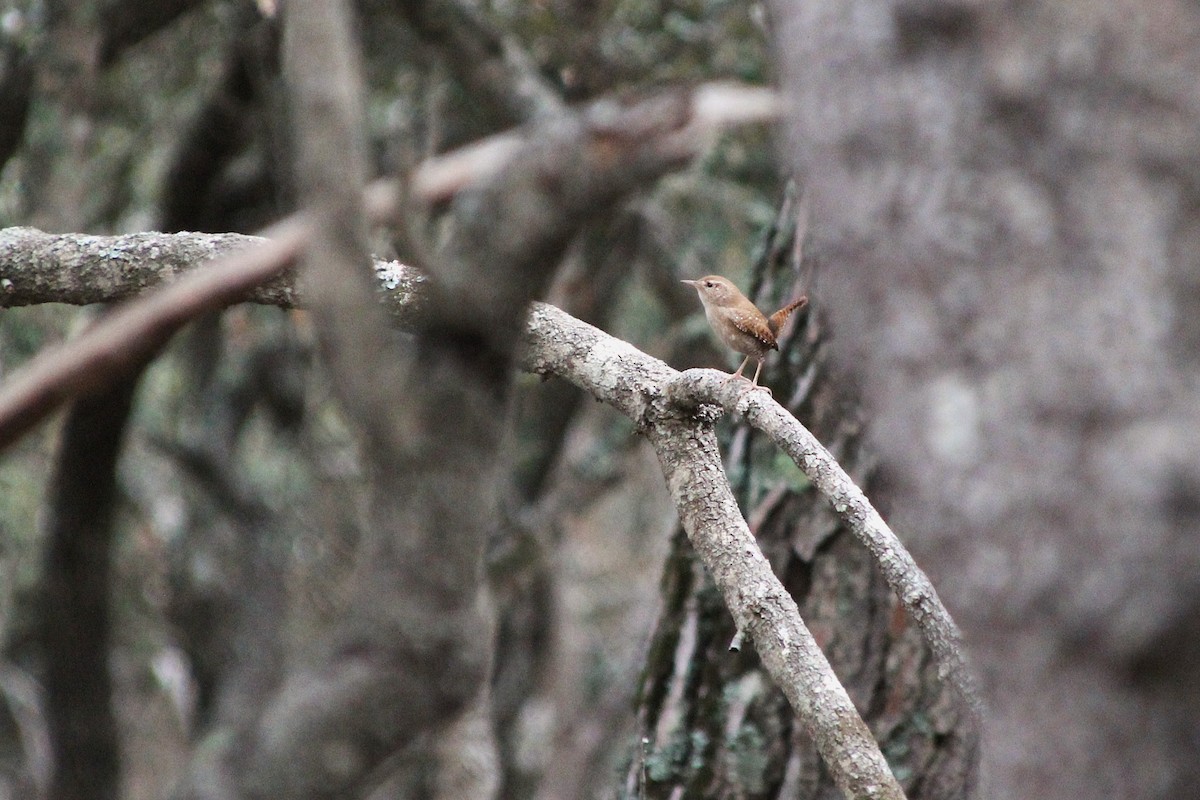 Eurasian Wren - ML647293138
