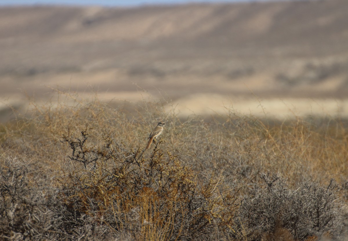 rødstjertvarsler/isabellavarsler - ML647293139