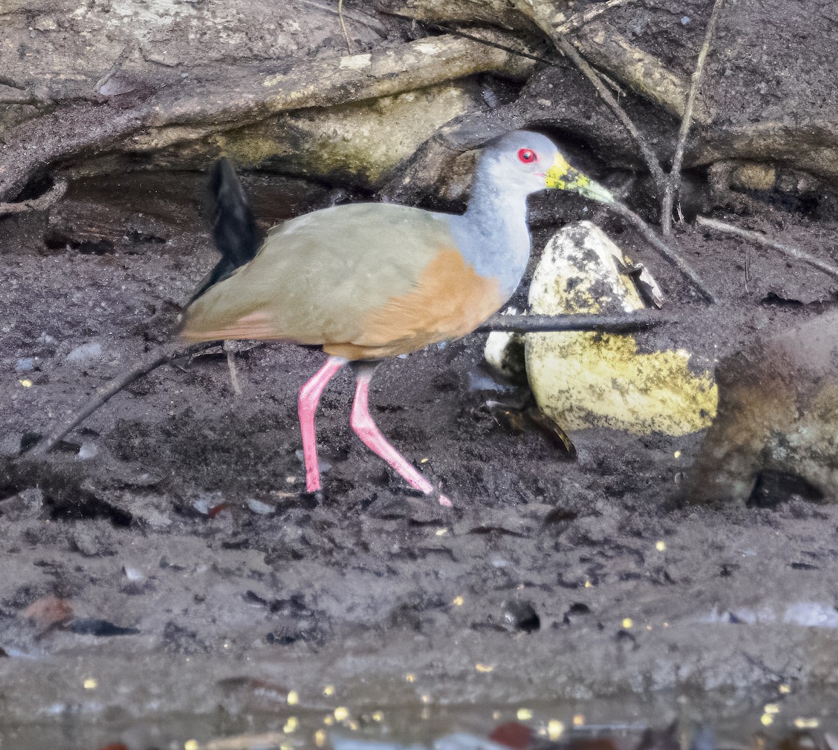 Gray-cowled Wood-Rail - ML647293143
