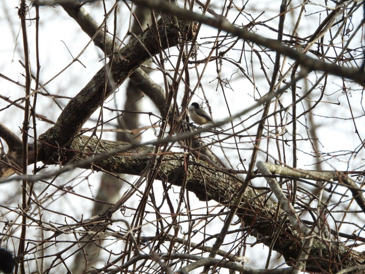 Karolina Baştankarası - ML647293154