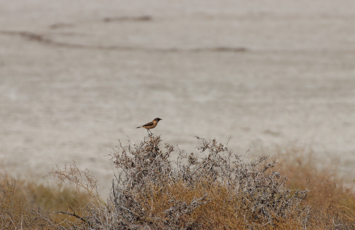 Siberian Stonechat (Caspian) - ML647293165