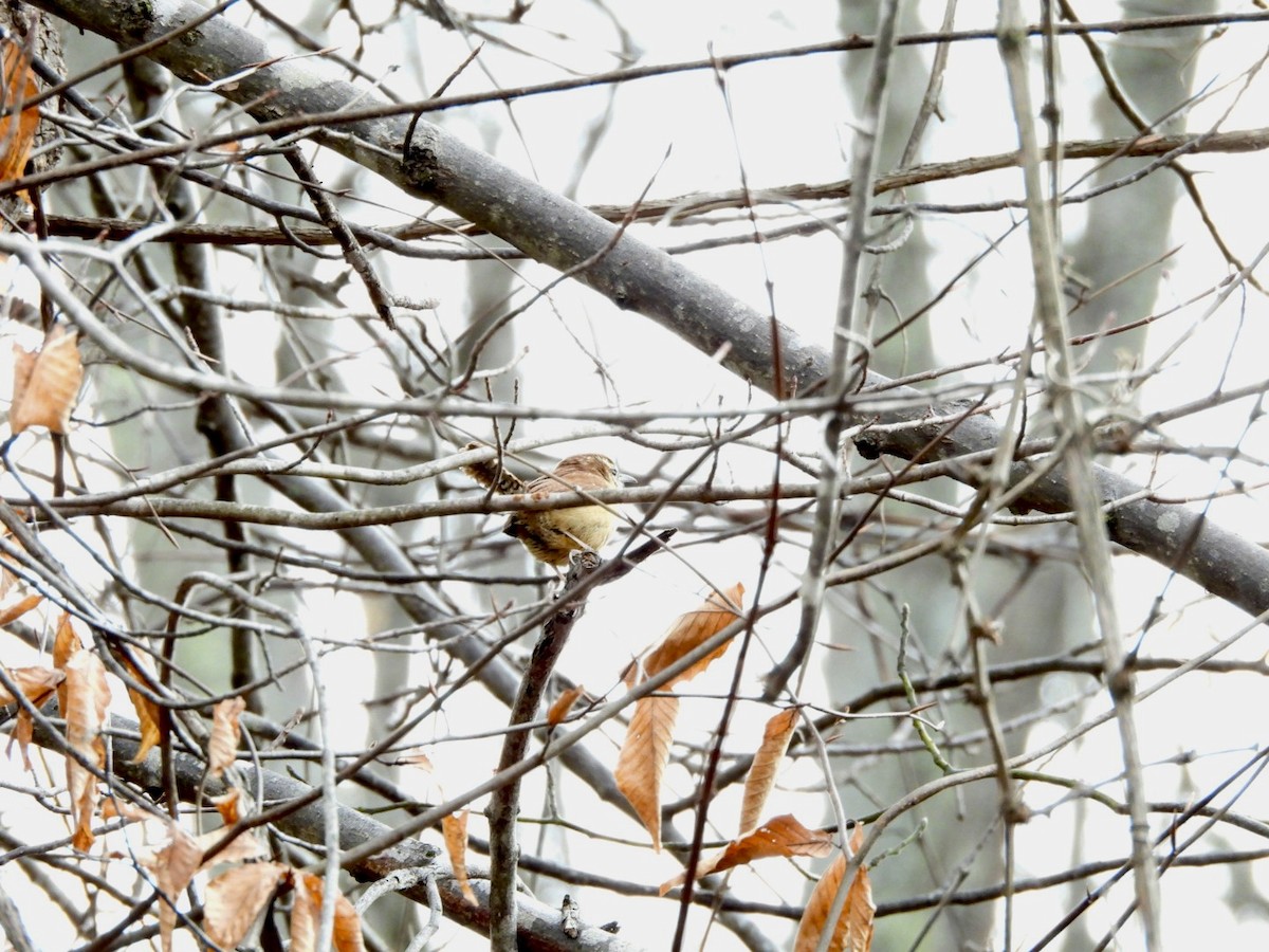 Karolina Çıtkuşu - ML647293170