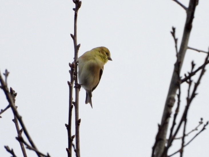 Altın İskete - ML647293172