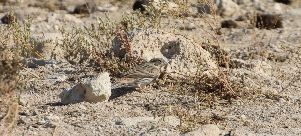 Pine Bunting - ML647293178