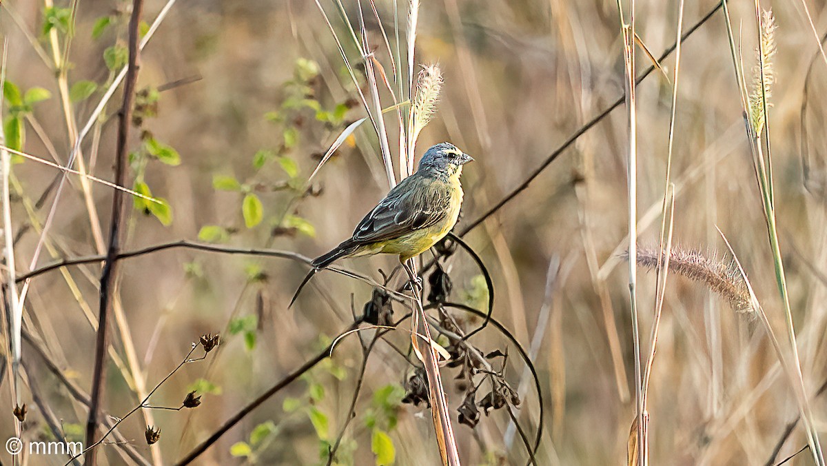 Yellow-fronted Canary - ML647293181