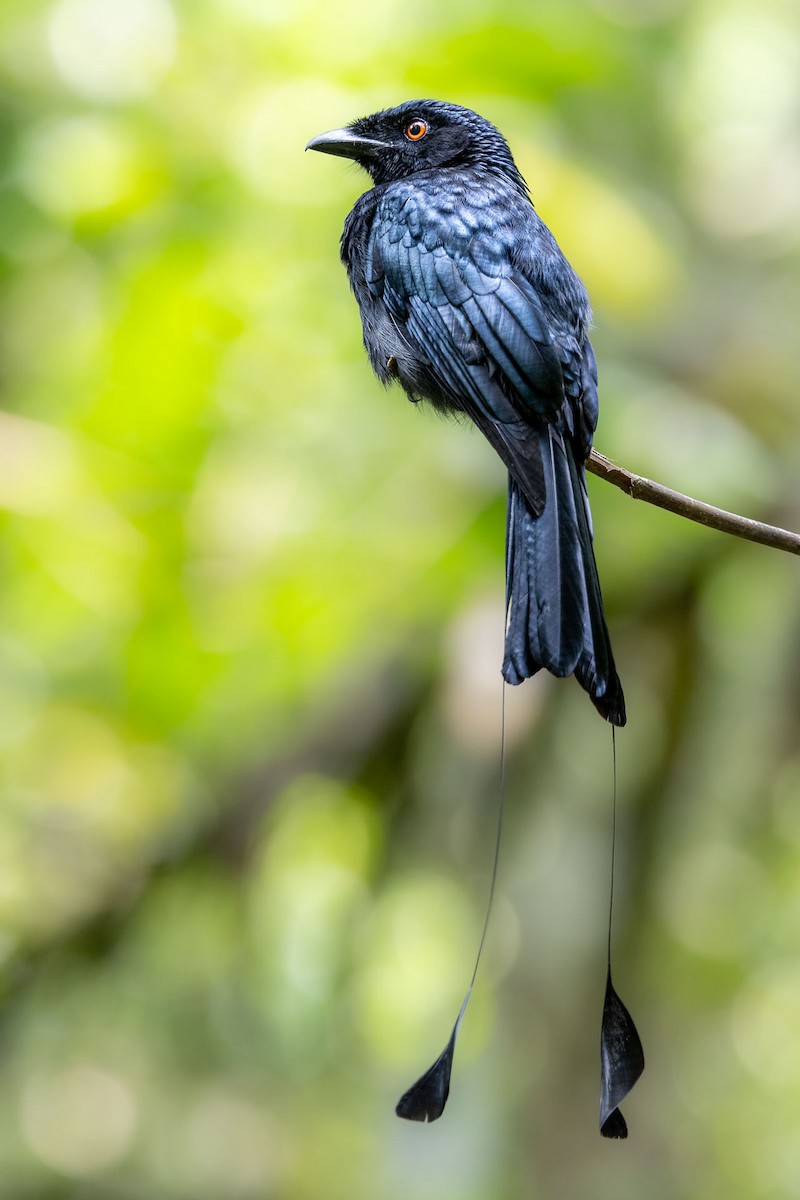 dragedrongo - ML647293182