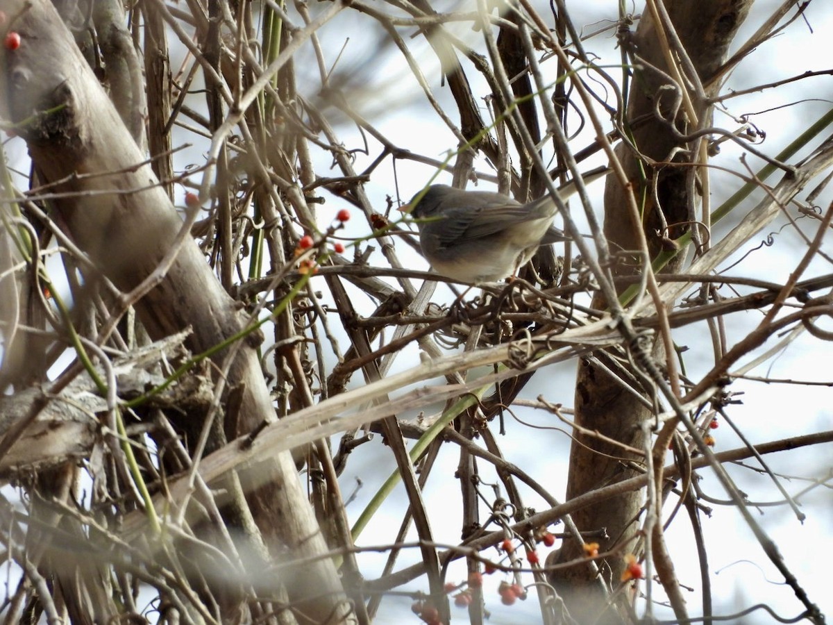 Kara Gözlü Junko - ML647293183