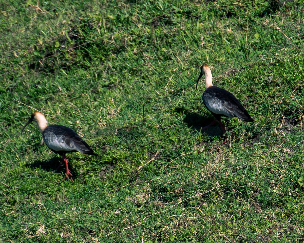 Buff-necked Ibis - ML647293231