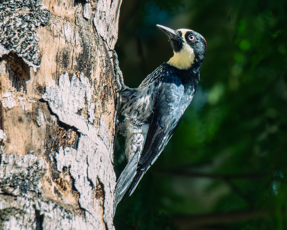 Acorn Woodpecker - ML647293236