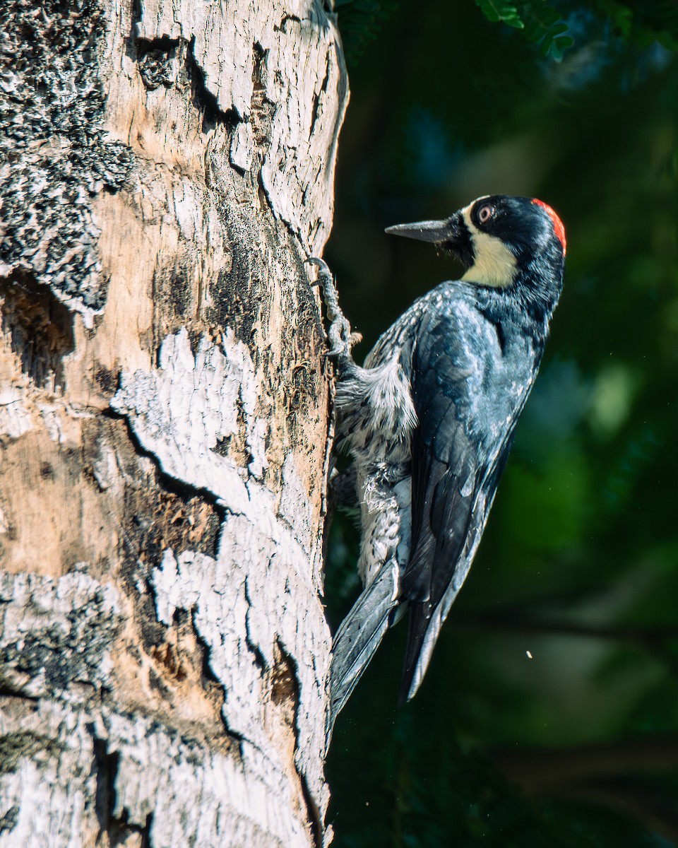 Acorn Woodpecker - ML647293237