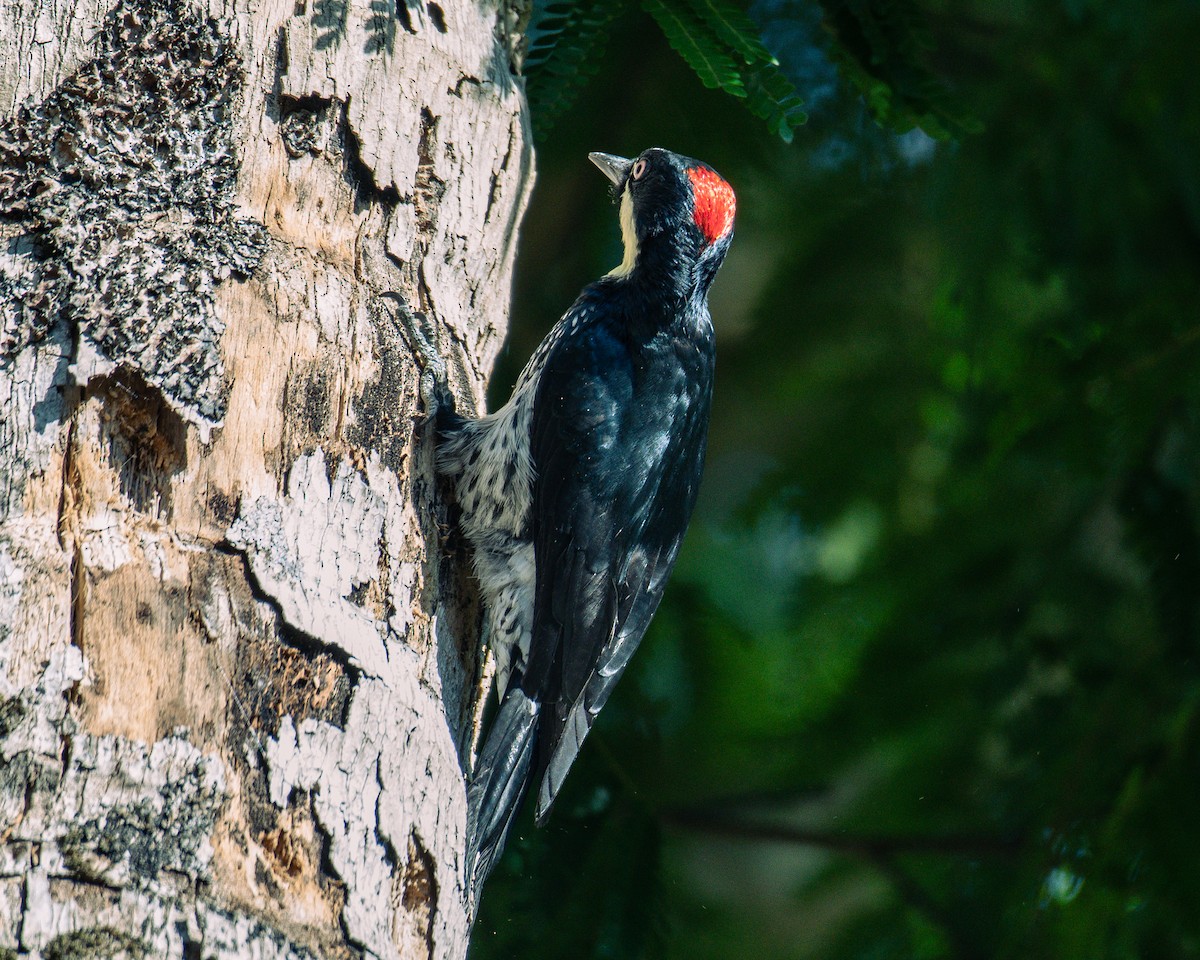 Acorn Woodpecker - ML647293238