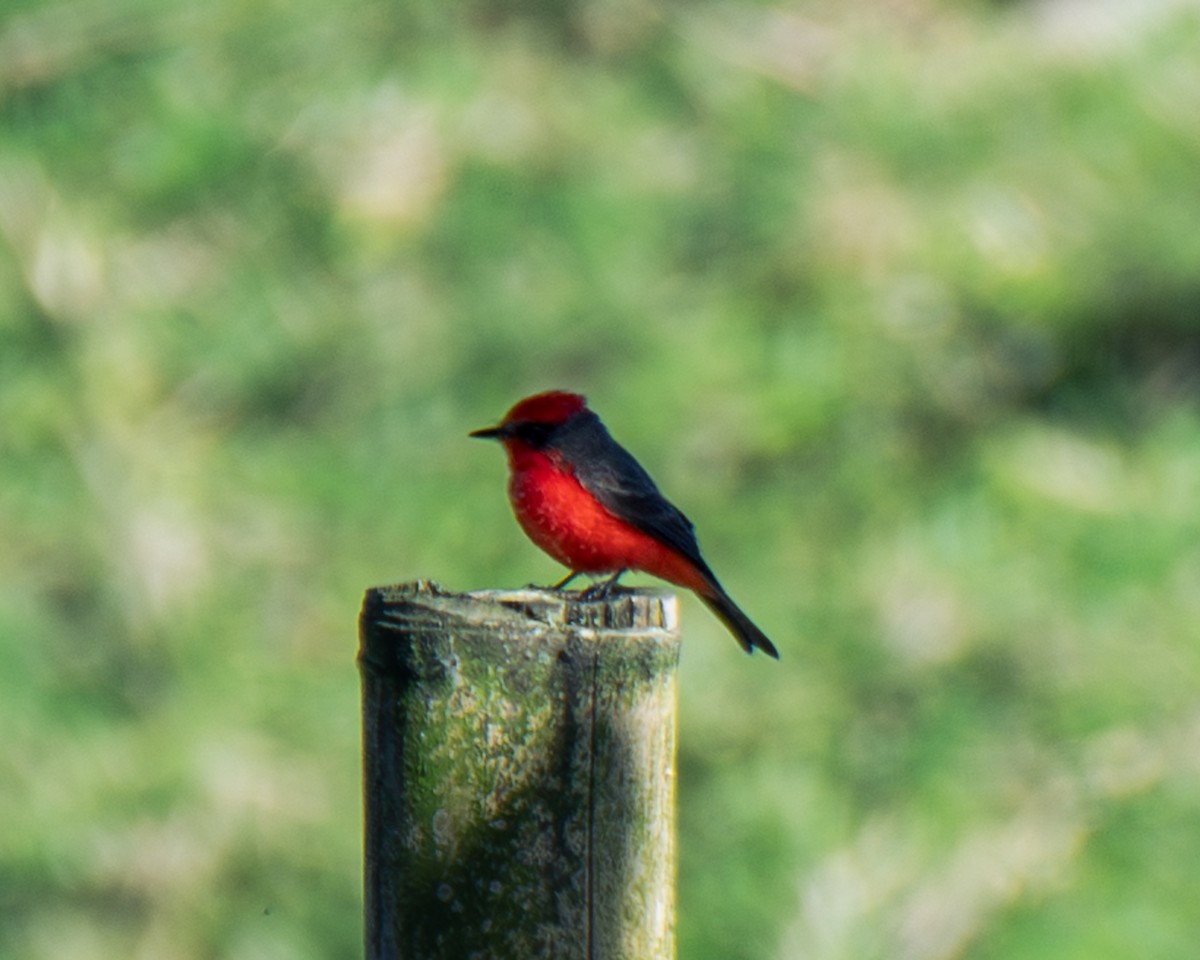 Vermilion Flycatcher - ML647293243