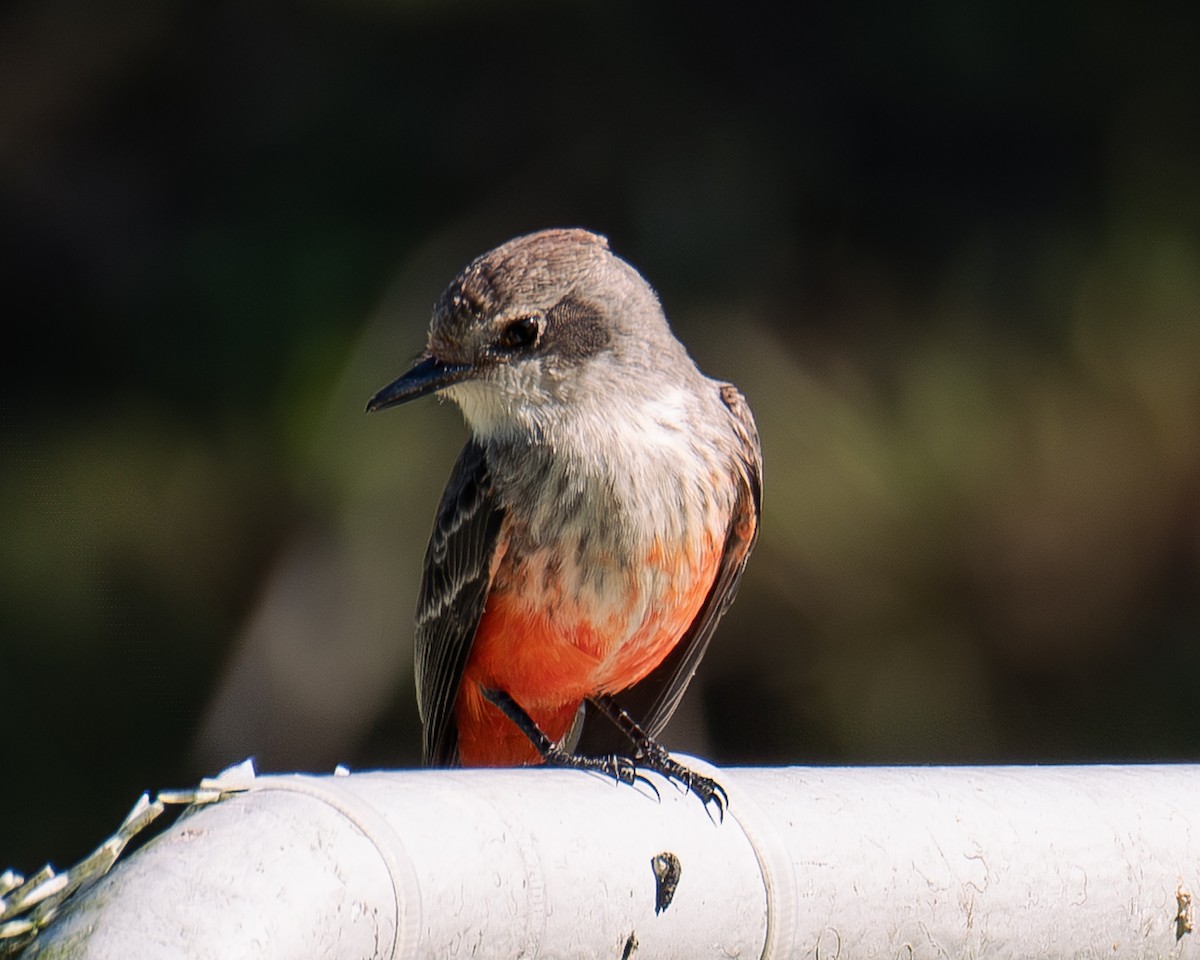 Vermilion Flycatcher - ML647293244