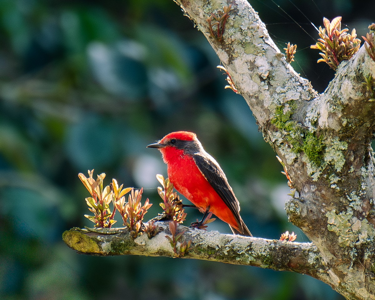 Vermilion Flycatcher - ML647293245