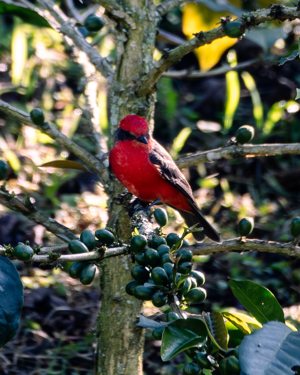 Vermilion Flycatcher - ML647293247