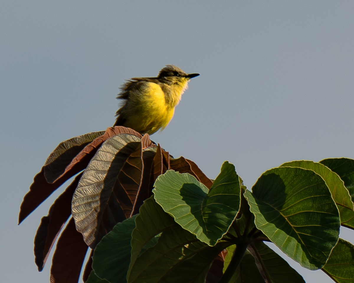 Cattle Tyrant - ML647293262