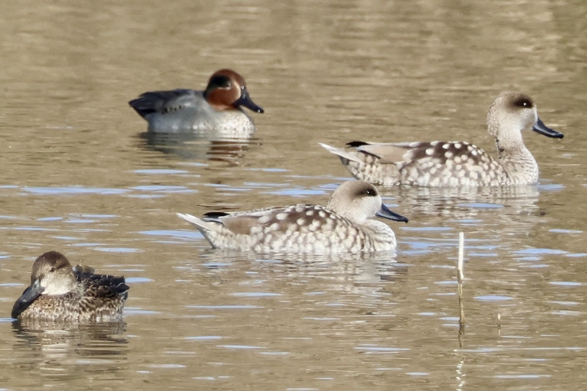 Marbled Duck - ML647293267