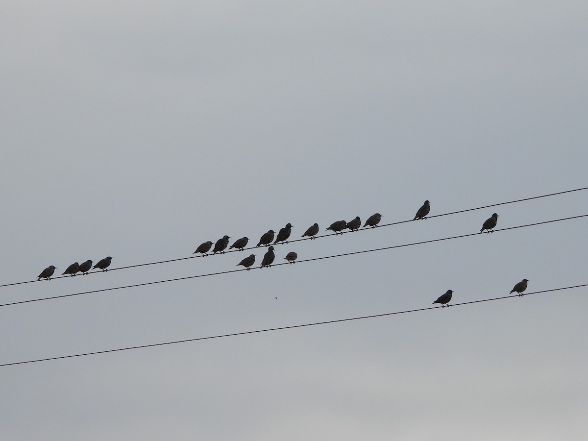 Étourneau unicolore - ML647293271