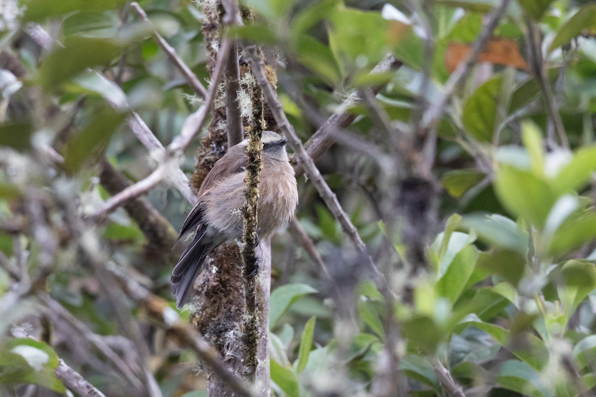 Brown-backed Chat-Tyrant - ML647293277