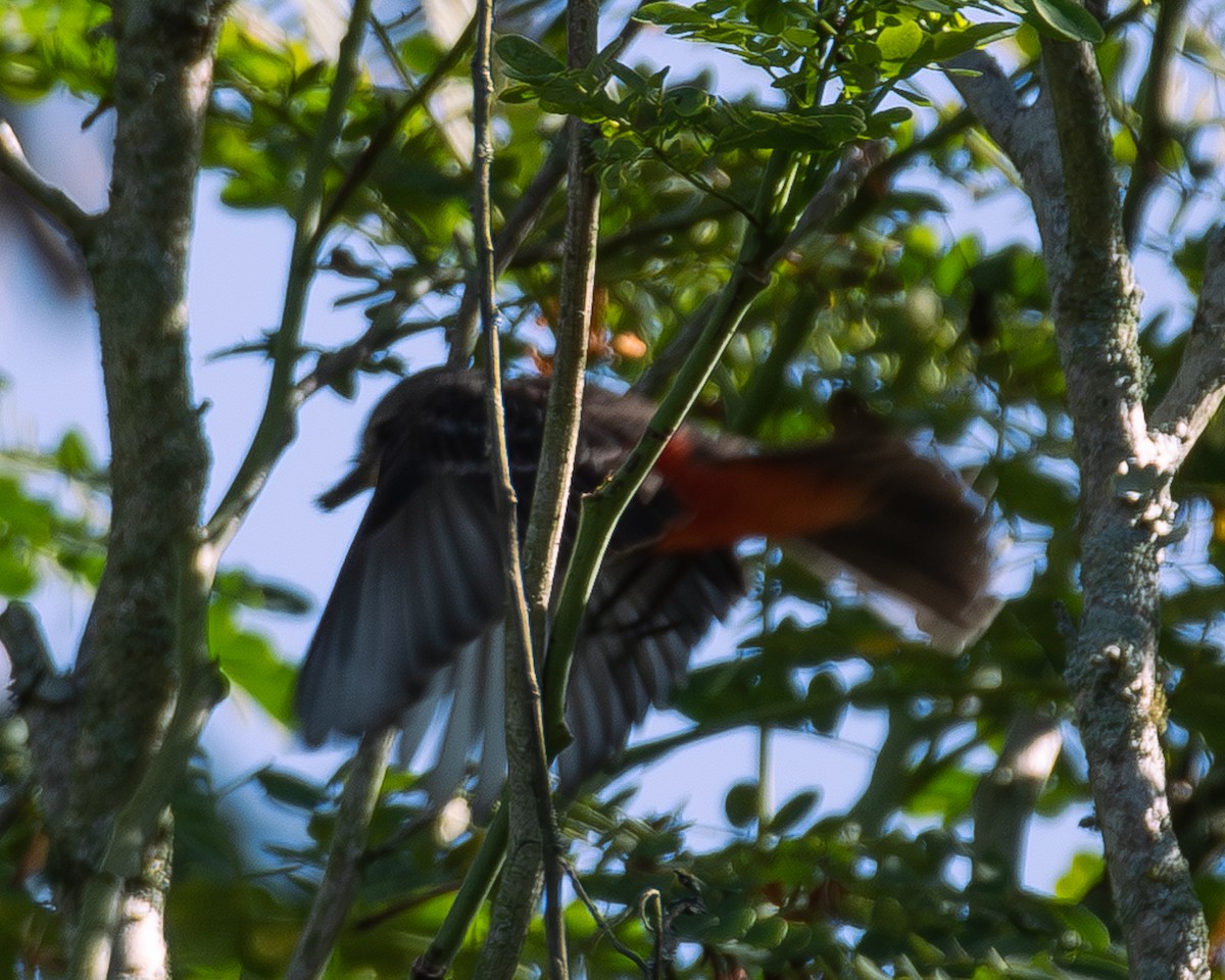 Vermilion Flycatcher - ML647293292