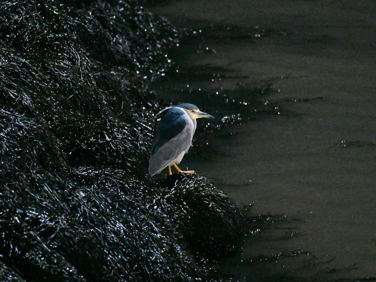 Black-crowned Night Heron - ML647293293