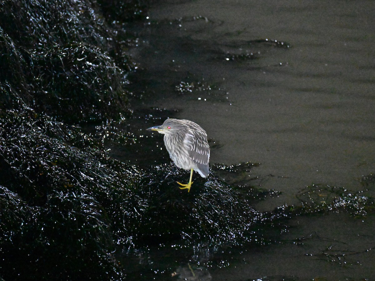 Black-crowned Night Heron - ML647293294