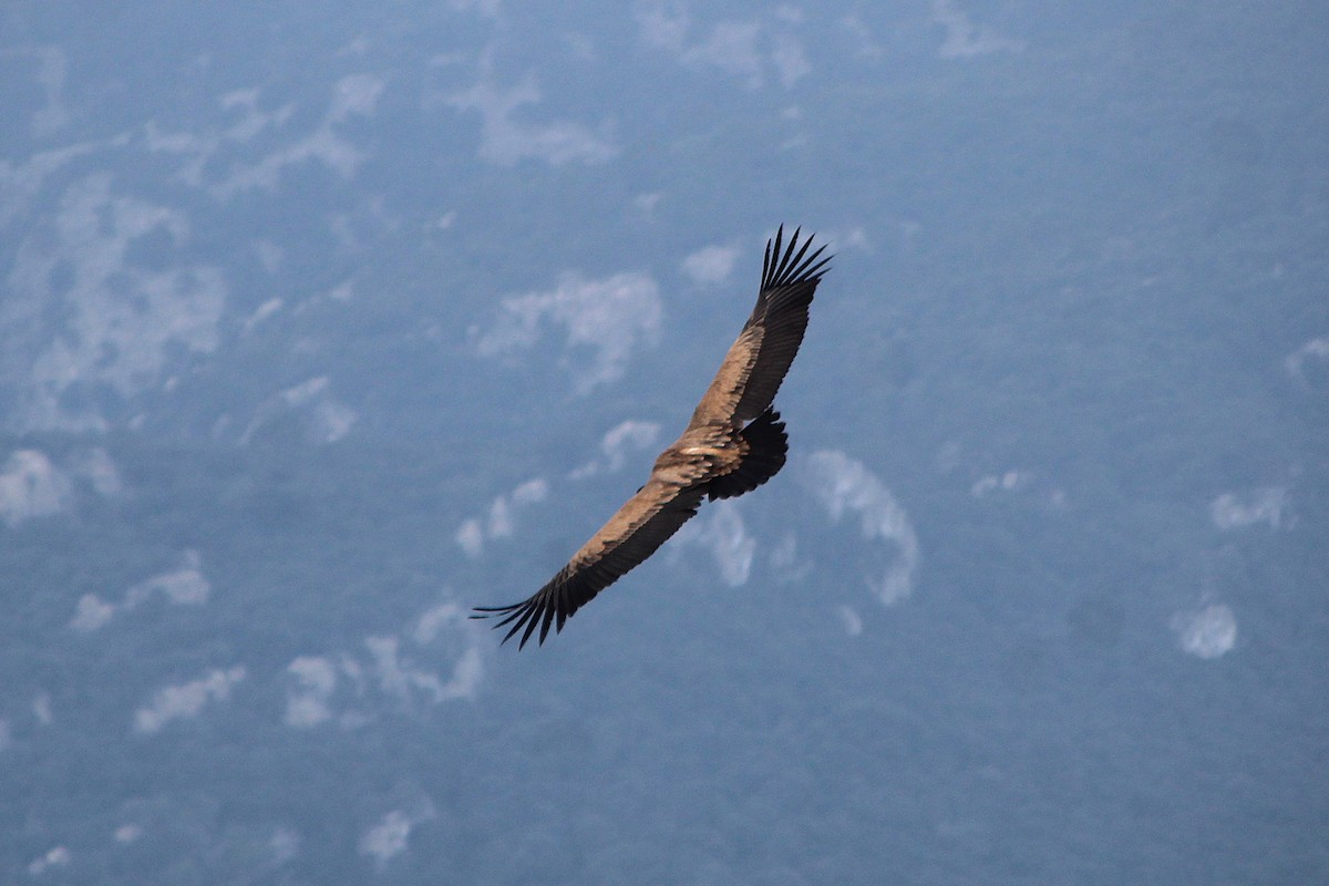 Eurasian Griffon - ML647293368