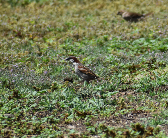 House Sparrow - ML647293371