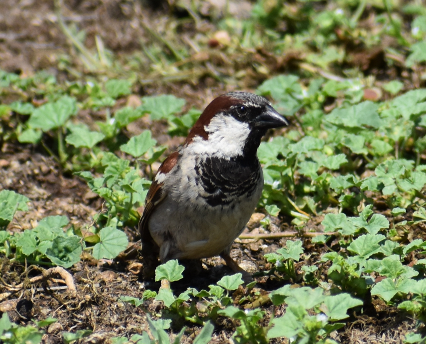 House Sparrow - ML647293372