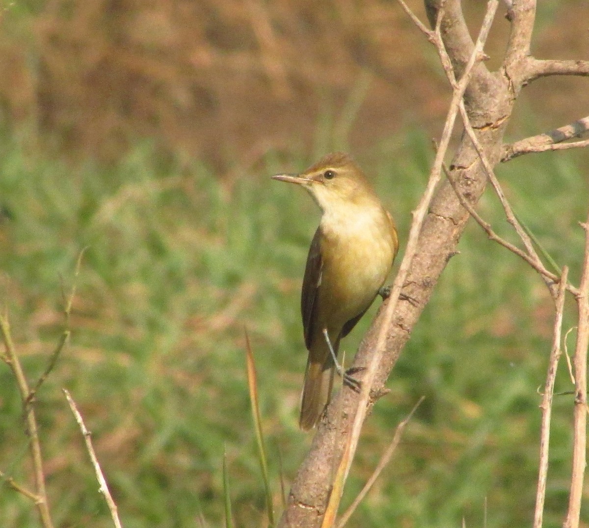 קנית אפריקנית - ML647293375