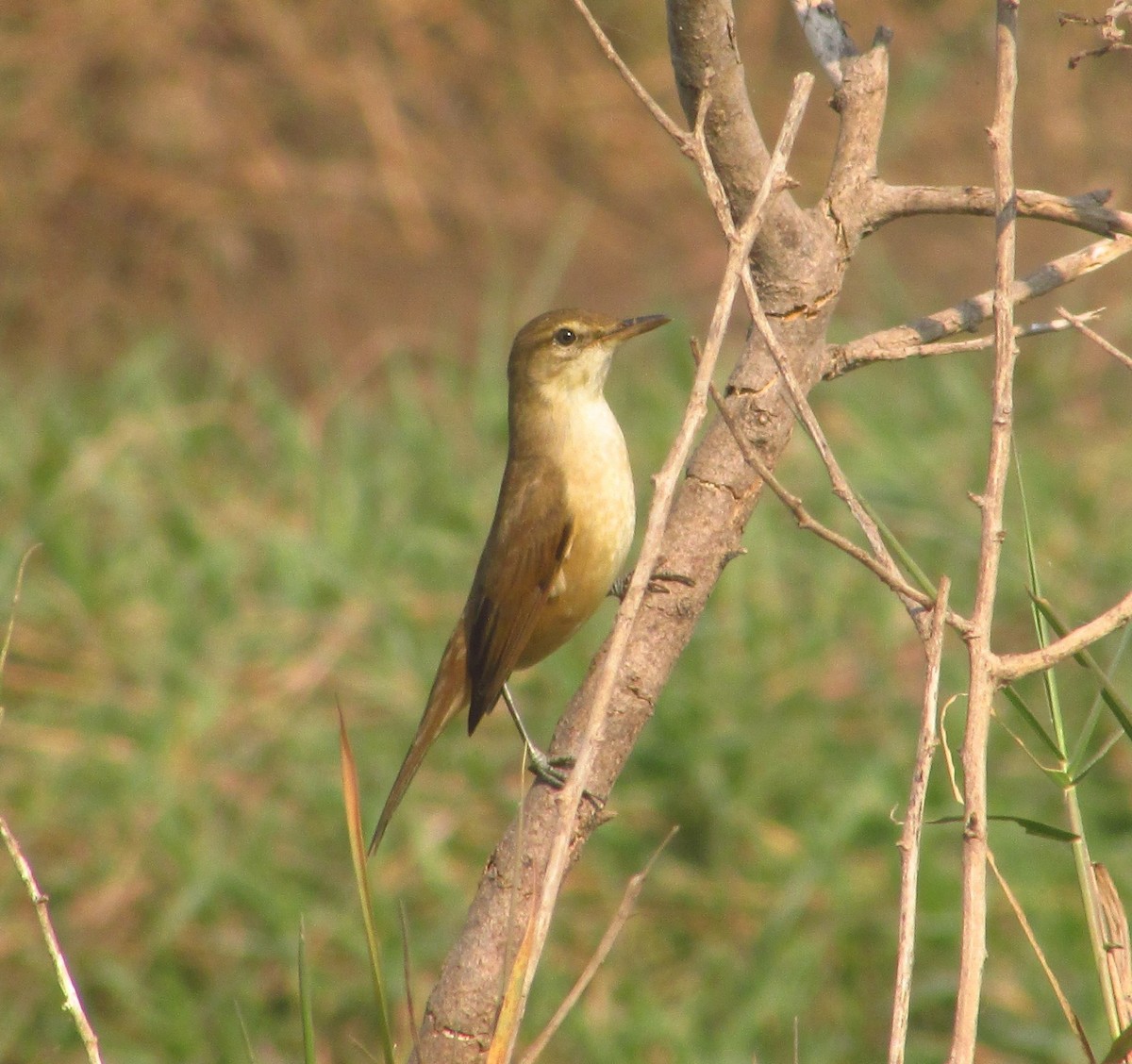 קנית אפריקנית - ML647293376