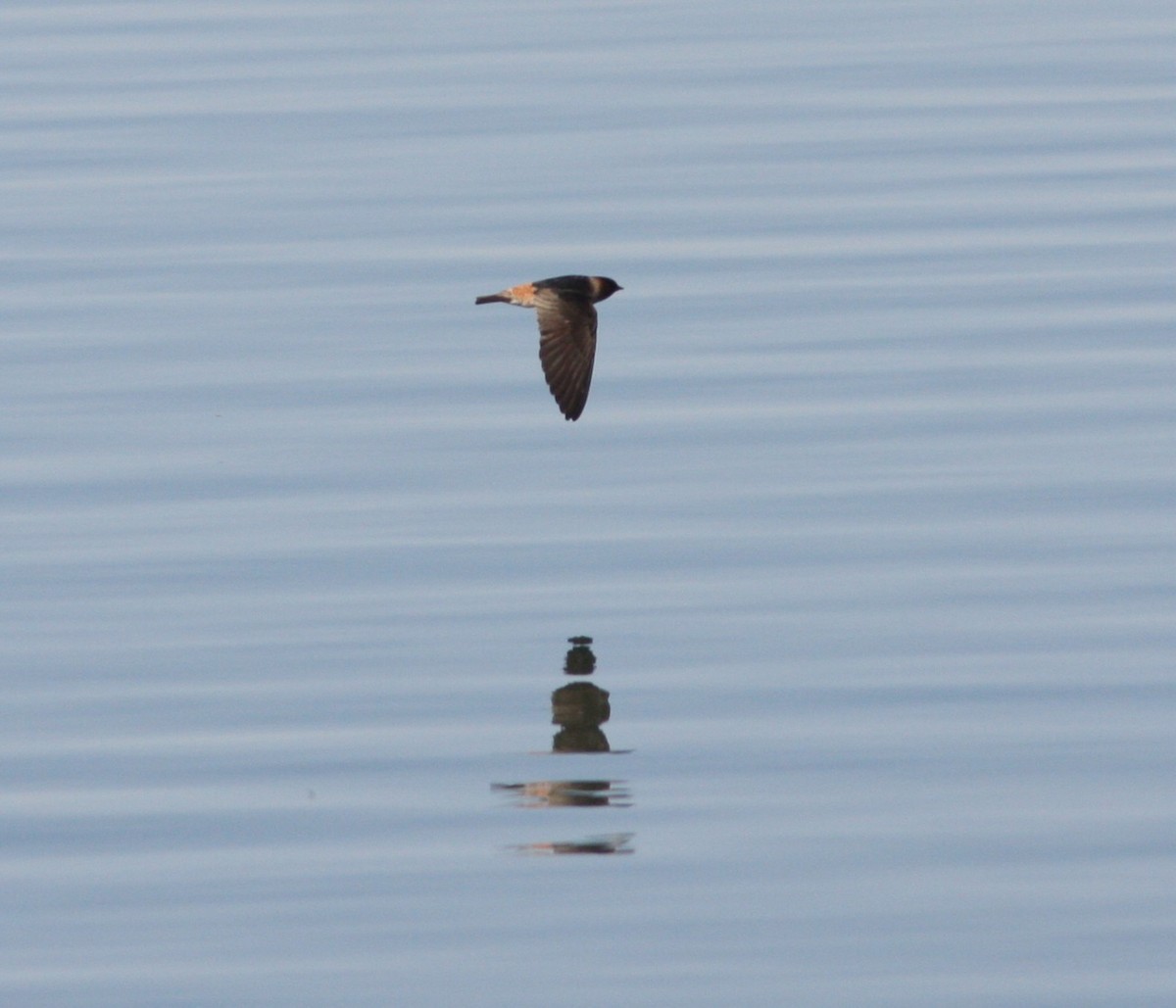 סנונית אמריקנית - ML647293383