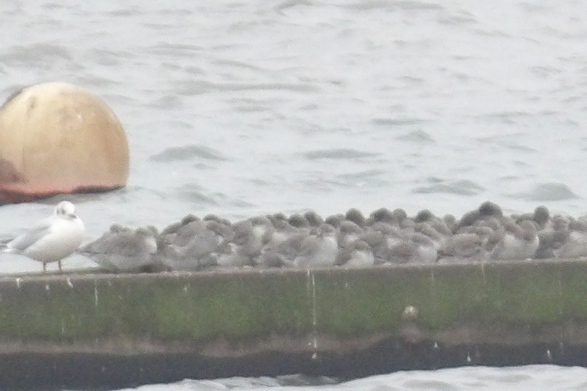 Bécasseau maubèche - ML647293391