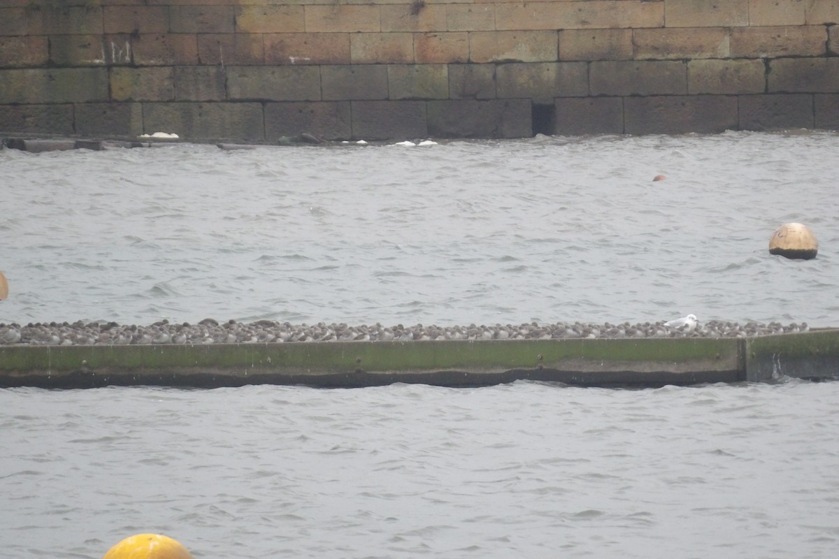 Bécasseau maubèche - ML647293392