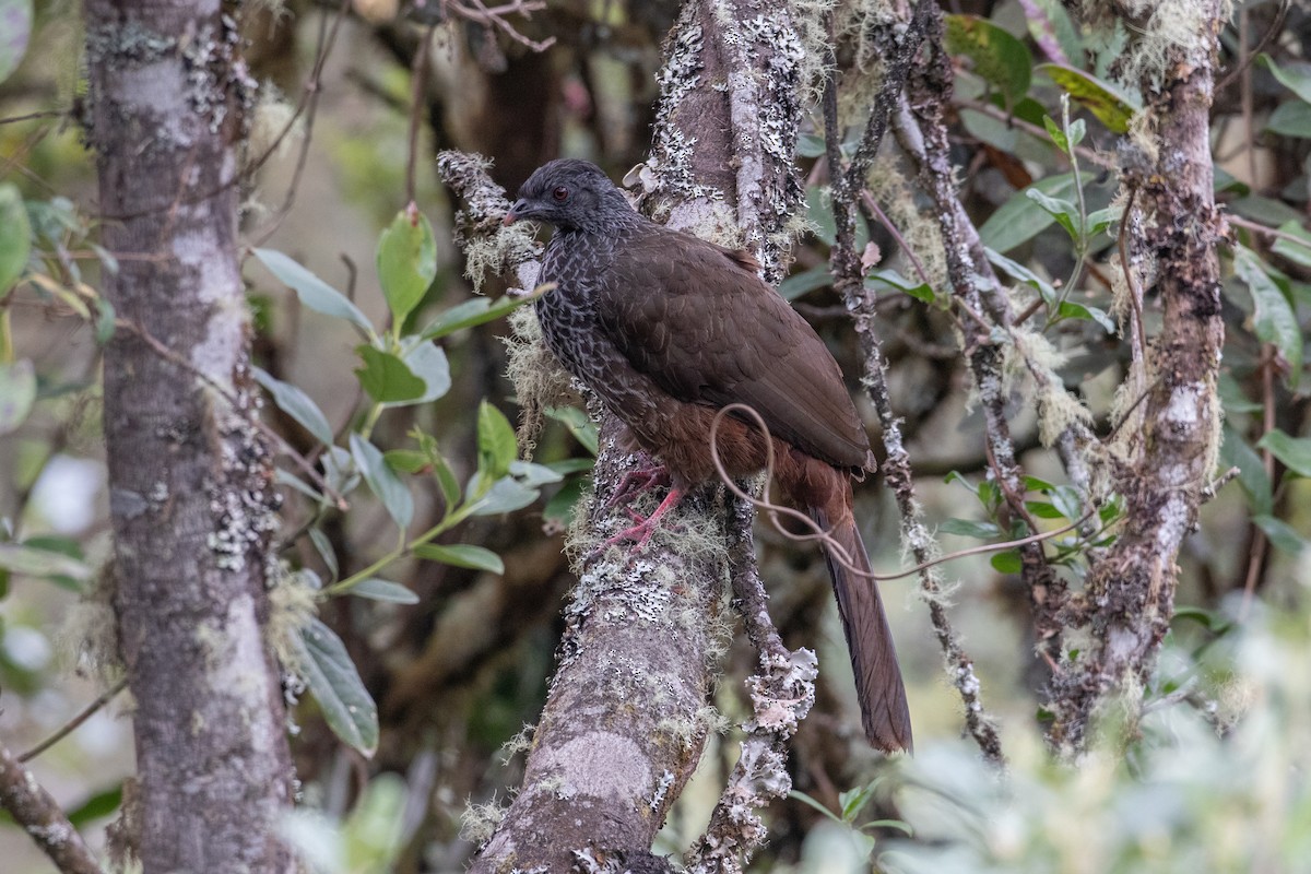 Andean Guan - ML647293402