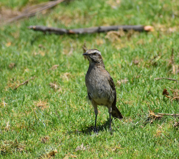 Chilean Mockingbird - ML647293404