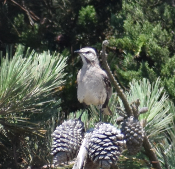 Chilean Mockingbird - ML647293405