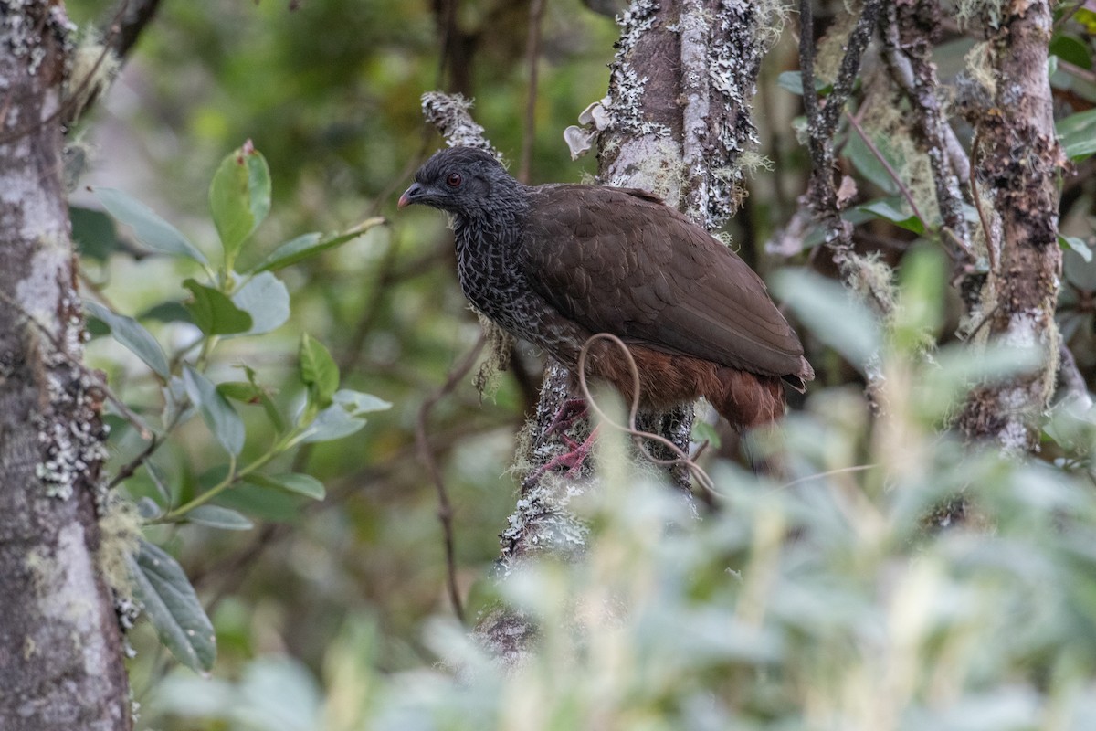 Andean Guan - ML647293408