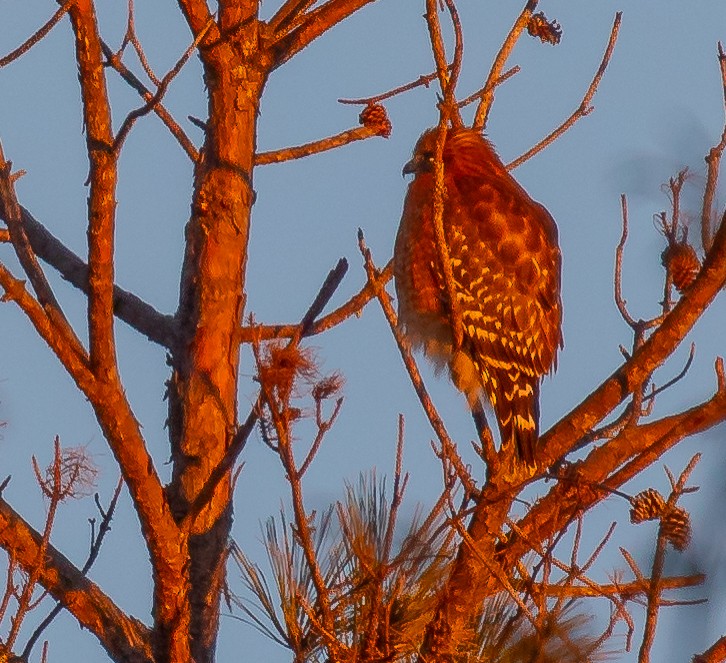 Red-shouldered Hawk - ML647293412