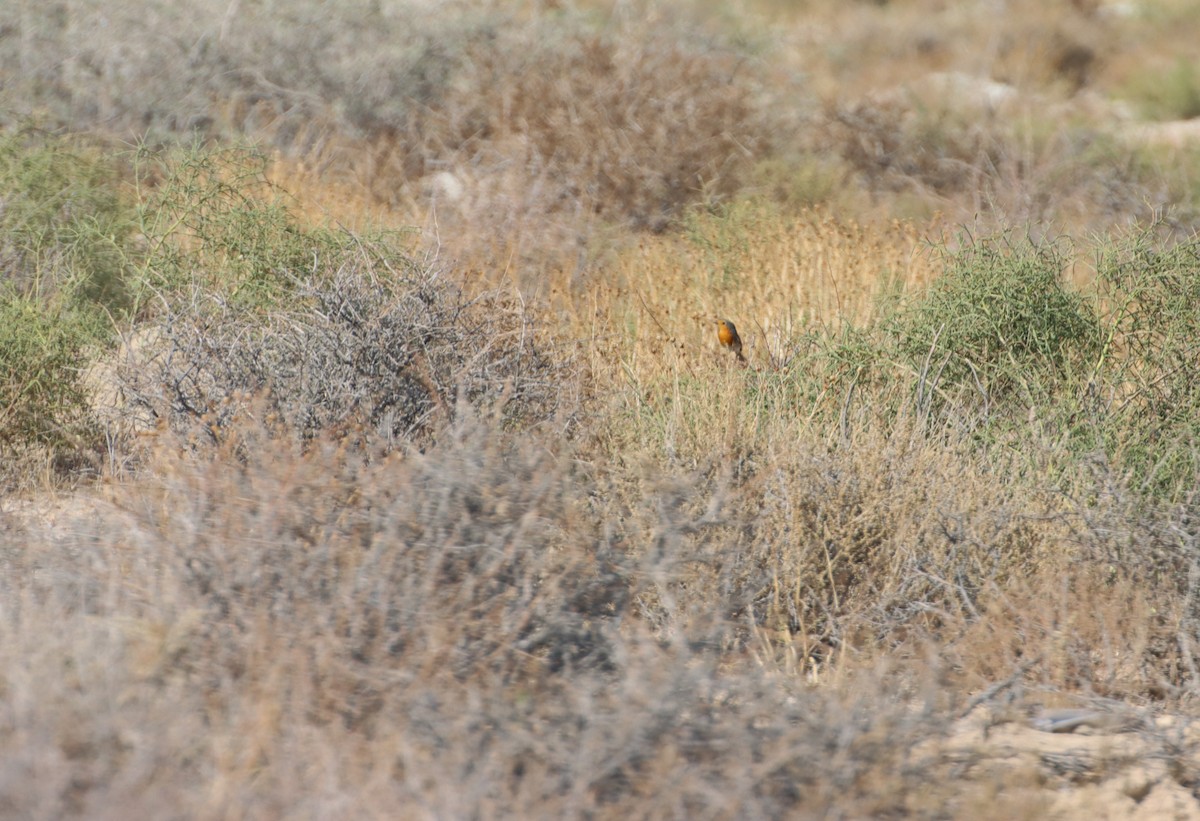 European Robin - ML647293432