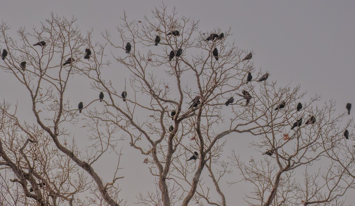 Fish Crow - ML647293434