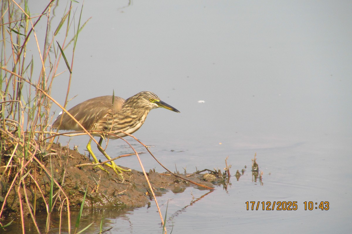 Indian Pond-Heron - ML647293435