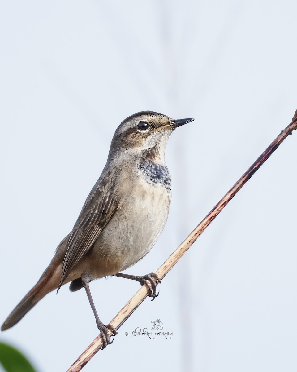 Варакушка - ML647293440