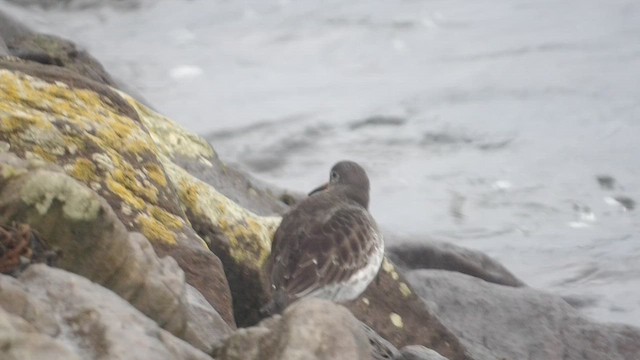 חופית ימית - ML647293488